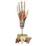 Muscle Hand With Forearm Attachment Model